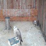 Елвіс і Пандора – прикордонники дали імена врятованим соколам