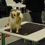 У Києві пройшла виставка собак: 5 тисяч учасників, понад 220 порід із 17 країн (+ фото)