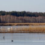 Чорнобильський заповідник активно обживають лебеді, лосі і коні Пржевальського (фото)
