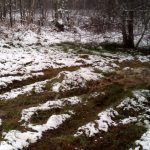 Під Києвом нечистоти регулярно зливають у лісосмугу (+ фото)