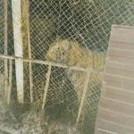 Кримінальне провадження за жорстоке поводження людей відносно… тигрів (+ фото)
