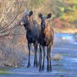 Чорнобильський заповідник активно обживають лебеді, лосі і коні Пржевальського (фото)