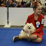 У Києві пройшла виставка собак: 5 тисяч учасників, понад 220 порід із 17 країн (+ фото)