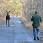 Чорнобильський заповідник активно обживають лебеді, лосі і коні Пржевальського (фото)