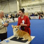 У Києві пройшла виставка собак: 5 тисяч учасників, понад 220 порід із 17 країн (+ фото)