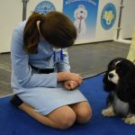 У Києві пройшла виставка собак: 5 тисяч учасників, понад 220 порід із 17 країн (+ фото)