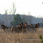 Чорнобильський заповідник активно обживають лебеді, лосі і коні Пржевальського (фото)