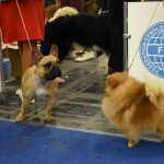 У Києві пройшла виставка собак: 5 тисяч учасників, понад 220 порід із 17 країн (+ фото)