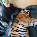 Завдяки поліції та зоозахисникам розселили шістьох покинутих тигрів (відео)