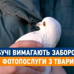 Громадськість ініціює заборону фотопослуг з експлуатацією тварин (відео)