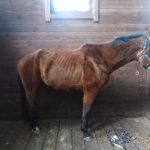 На тваринний концтабір перетворився заміський комплекс горе-забудовника (+ фото, відео)