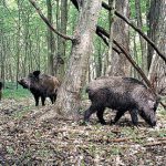 Прокуратура вимагає відновити вільний доступ людей до 30 га лісів під Києвом, які перетворили на закриті мисливські угіддя