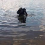 З озера в Дніпровському районі столиці виловили тіло утопленика