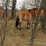 Завезені з Монголії коні Пржевальського прижилися у зоні відчуження ЧАЕС