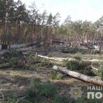 Під забудову незаконно вирубали 60 дерев: поліція розпочала досудове розслідування