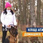 Цьогорічні небезпечні ранні кліщі вже кусають домашніх тварин (відео)
