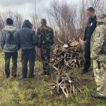 Троє сталкерів назбирали 150 кг ріг тварин в Чорнобильській зоні відчуження (+ фото, відео)