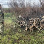 Троє сталкерів назбирали 150 кг ріг тварин в Чорнобильській зоні відчуження (+ фото, відео)