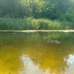 Фото дня – 27 липня: дикі качки плавають Ірпінь-річкою