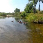 Фото дня – 27 липня: дикі качки плавають Ірпінь-річкою