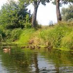 Фото дня – 27 липня: дикі качки плавають Ірпінь-річкою