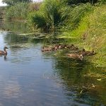Фото дня – 27 липня: дикі качки плавають Ірпінь-річкою