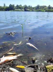 Через злив нечистот в озері Земснаряд дохне риба (фото, відео)