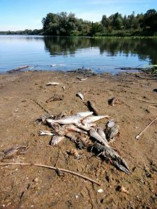 На Земснаряді Київський рибоохоронний патруль виявив замор риби