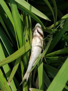 На Земснаряді Київський рибоохоронний патруль виявив замор риби