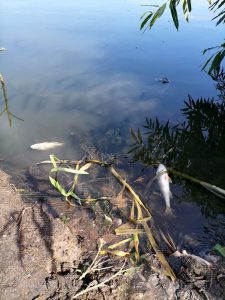 На Земснаряді Київський рибоохоронний патруль виявив замор риби