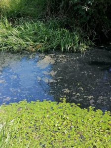 На Земснаряді Київський рибоохоронний патруль виявив замор риби