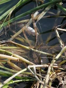 На Земснаряді Київський рибоохоронний патруль виявив замор риби