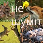 Сезон тиші: на півтора місяця заборонено вирубку й шум у лісах