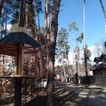 Ірпінське ноу-хау – «ЖК Шпаківня» на дереві (+ фото)