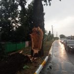 Наслідки буревію в Ірпені: повалені борди й дерева та розірвані дроти (+ фото, відео)
