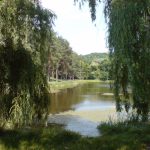 Коцюбинське захоплює територію природнього парку «Голосіївський»