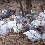 Ліс поблизу Ірпеня засипаний сміттям (відео)
