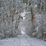 Сьогоднішній лапатий сніг:  фото з різних місць України