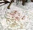 В Ірпені на озері СМУ виявлено тушки жорстоко закатованих тварин (фото +18)