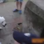 В Ірпені п’яні натравили бійцівську собаку на поліцію (відео +18)