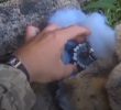 Дитячий зайчик начинений рашистською вибухівкою (відео)