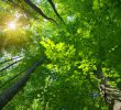 Замість 24 обласних управлінь 158 лісогосподарських підприємств об’єднають в єдине ДП «Ліси України»