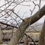 Як на Миргородщині поліція з народом ворожу орду зупинила (ВІДЕО)