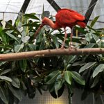 У зоопарку облаштували оранжерею з басейном для зимівлі рідкісних теплолюбних птахів (+ ФОТО)