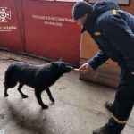 Врятували кудлатого собаку з крижаної пастки (+ФОТО)