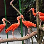 У зоопарку облаштували оранжерею з басейном для зимівлі рідкісних теплолюбних птахів (+ ФОТО)