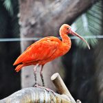 У зоопарку облаштували оранжерею з басейном для зимівлі рідкісних теплолюбних птахів (+ ФОТО)