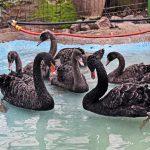 У зоопарку облаштували оранжерею з басейном для зимівлі рідкісних теплолюбних птахів (+ ФОТО)