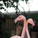 У зоопарку облаштували оранжерею з басейном для зимівлі рідкісних теплолюбних птахів (+ ФОТО)