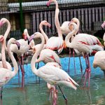 У зоопарку облаштували оранжерею з басейном для зимівлі рідкісних теплолюбних птахів (+ ФОТО)